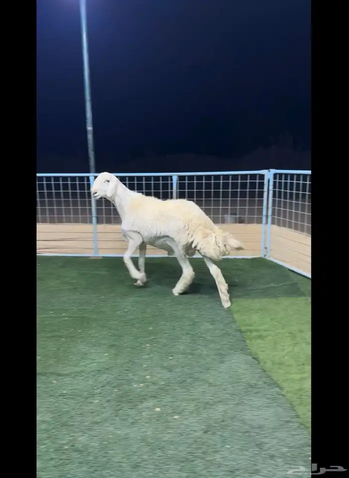 جذع حري صنف مشروط 1