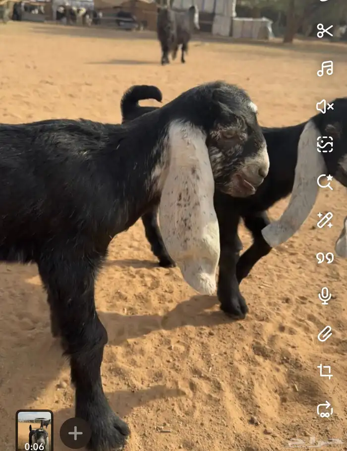 تبس عارض كفو ثني 6