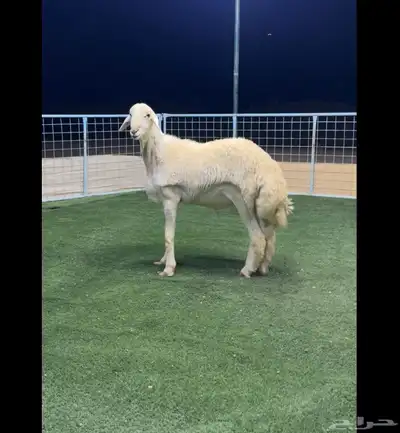 جذع حري صنف مشروط index