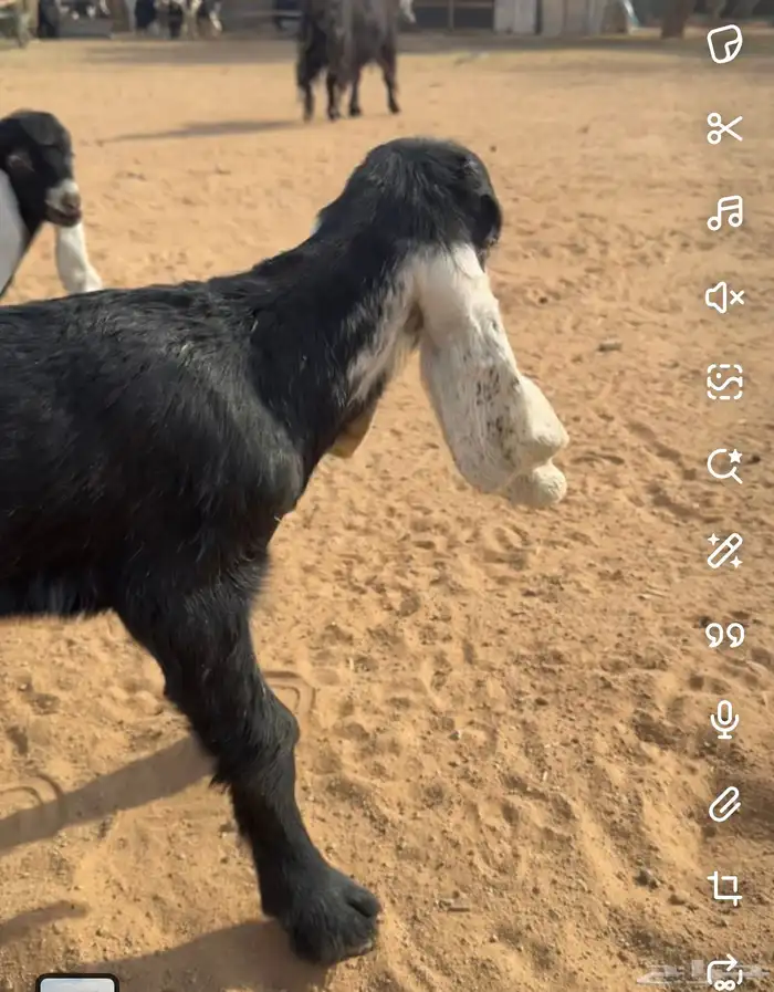 تبس عارض كفو ثني 7