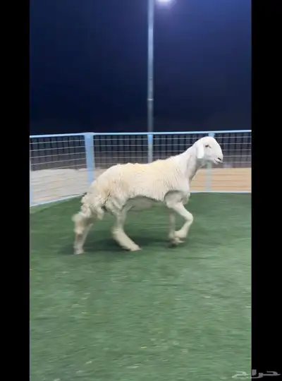 جذع حري صنف مشروط index