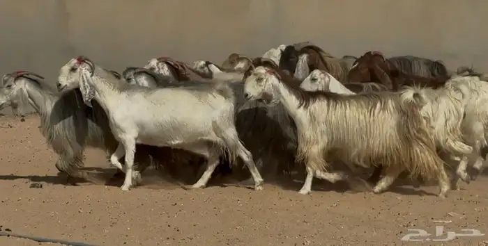 معزا مصريات فاخره دفييع العدد 22 2