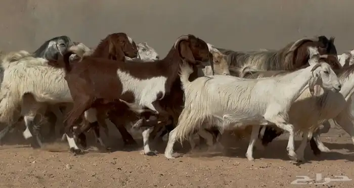 معزا مصريات فاخره دفييع العدد 22 6