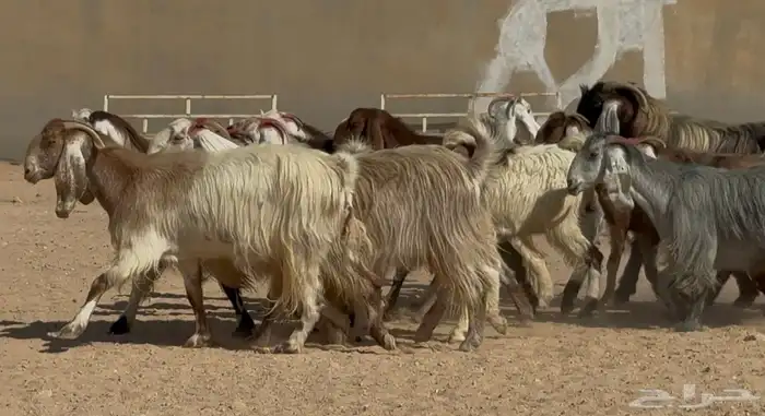 معزا مصريات فاخره دفييع العدد 22 9