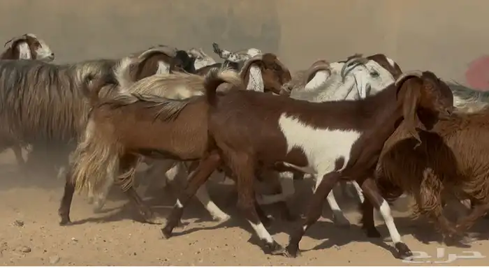 معزا مصريات فاخره دفييع العدد 22 8