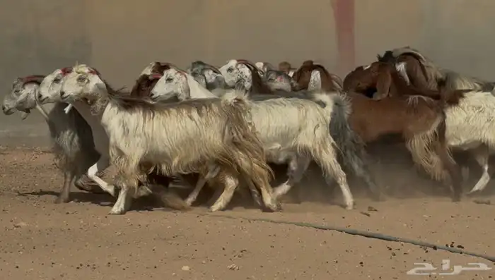 معزا مصريات فاخره دفييع العدد 22 3