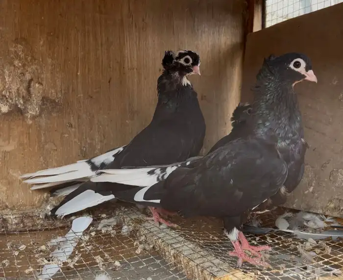 حمام قطيفي 3 اجواز 4