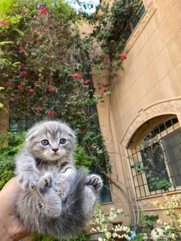 سكوتش فولد مطعمين الوان مميزة للبيع ولايوجد تبني 45