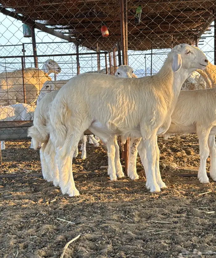 طلي مشروع فحل 1