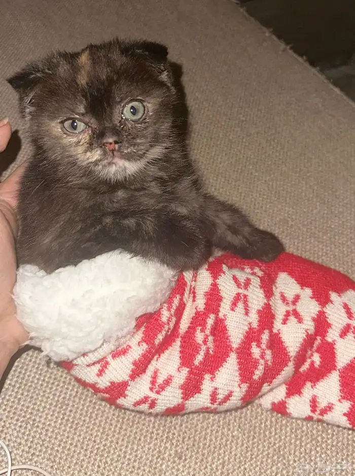 قطط كيتين سكوتش 4