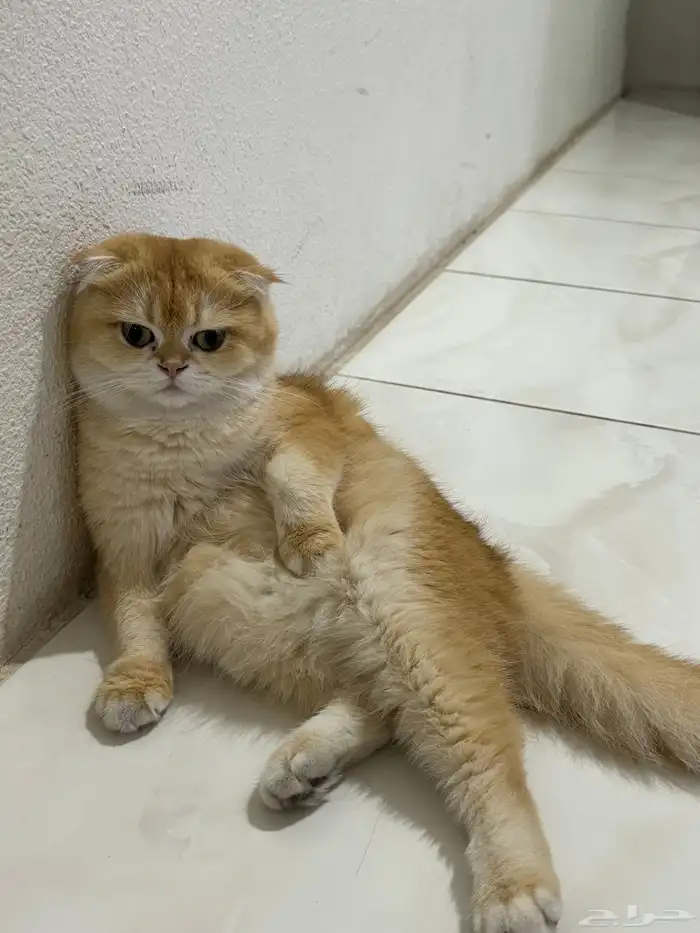 قطة وقط سكوتش 14