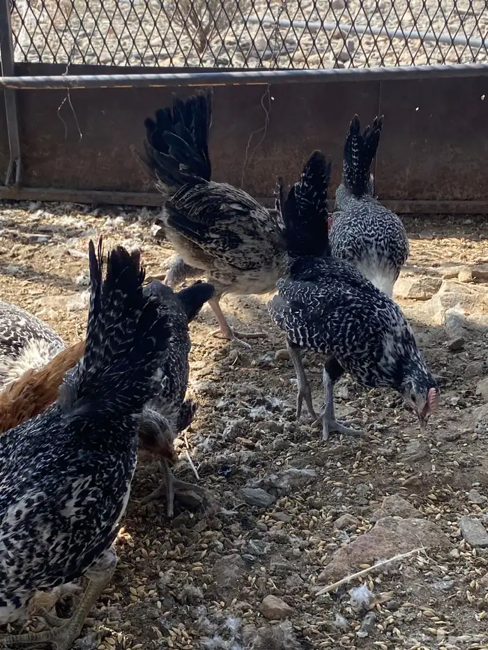 تم البيع الله يباركلك لرعيه 8