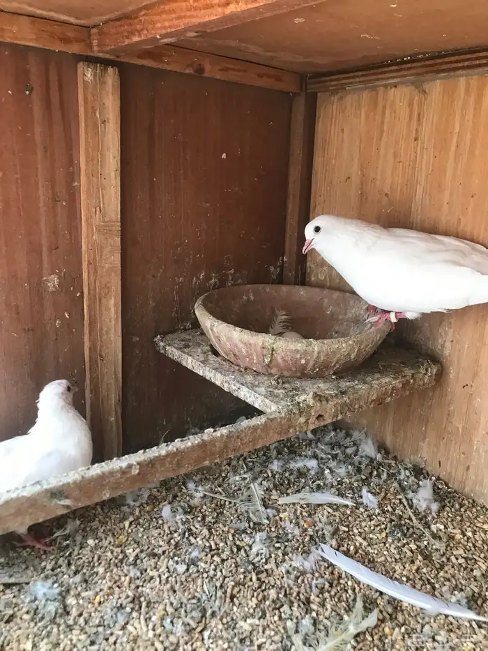 صنعاني اصيل شيبه 17