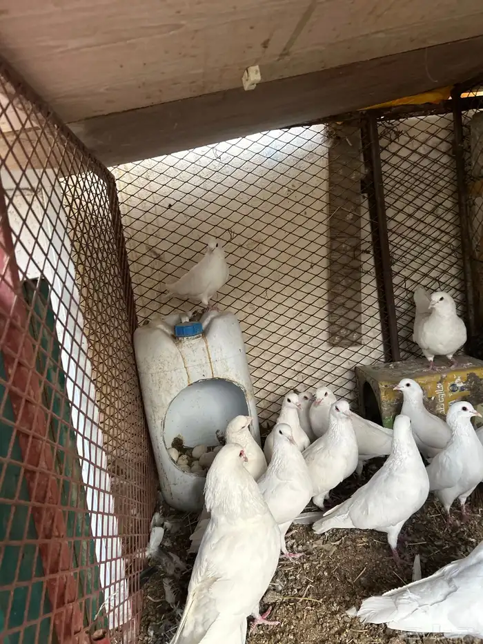 حمام فرنسي 4