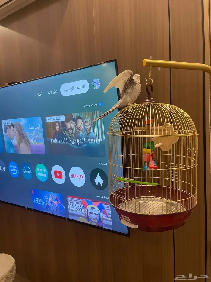 كروان ذكر أليف هدد 3