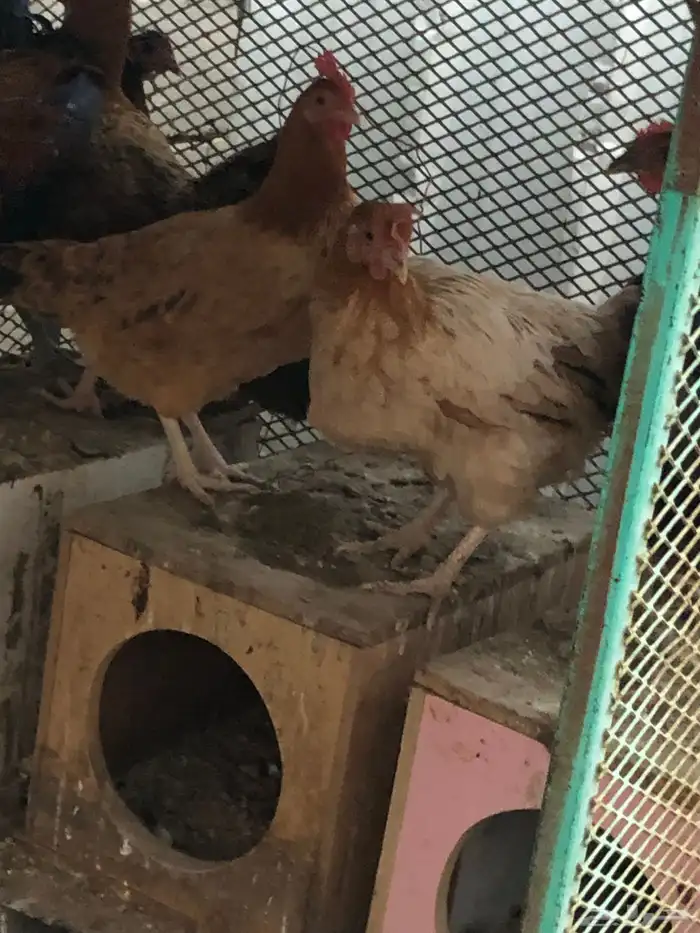 دجاج بلدي تم البيع 3