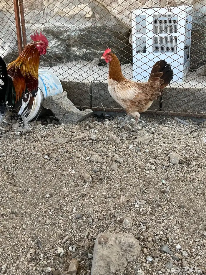 سلام عليكم اعرض لكم في دجاج 2