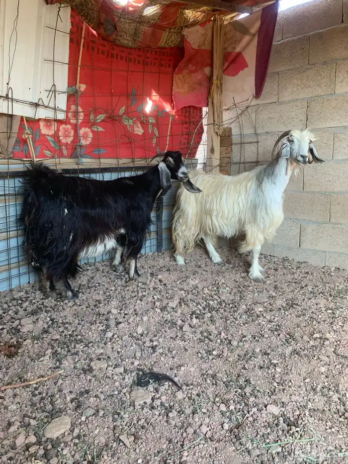 عنزين طيبات مضاريع فوق 3 شهر 0