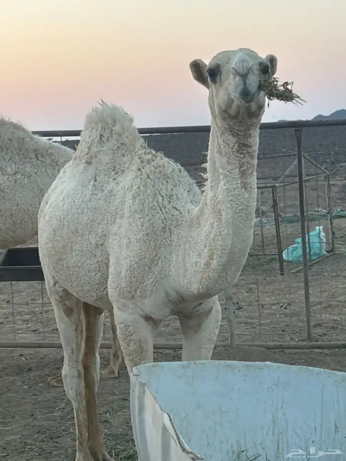 2قعدات طيبات شرط بريات. علفهن برسيم وشعير. ذمه وأمانه 3