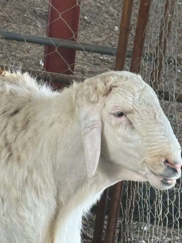 تم للبيع مشروع فحل رفيدي طريق الفطيحه 5