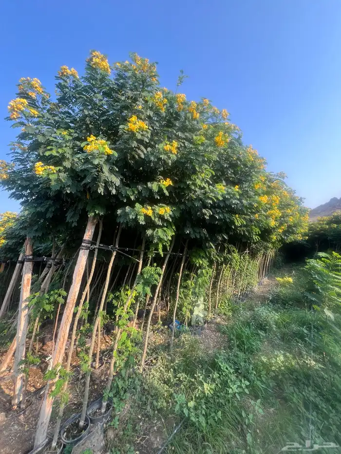 مشتل مؤسسة ميم للتشجير نيم لبخ باركنسونيا اكاسيا 7