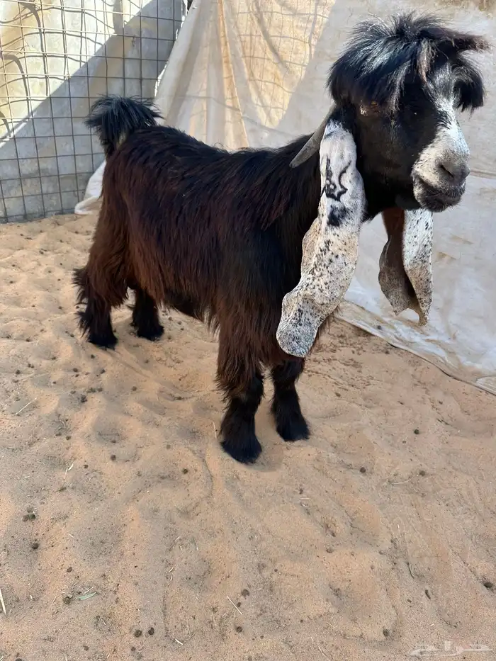 للبيع جذع عارضي خصصم 0