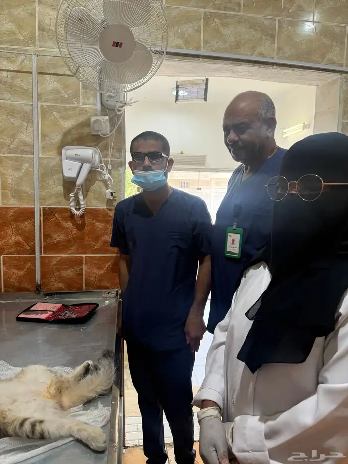 عيادة صفوة الجياد للرعاية البيطرية 10