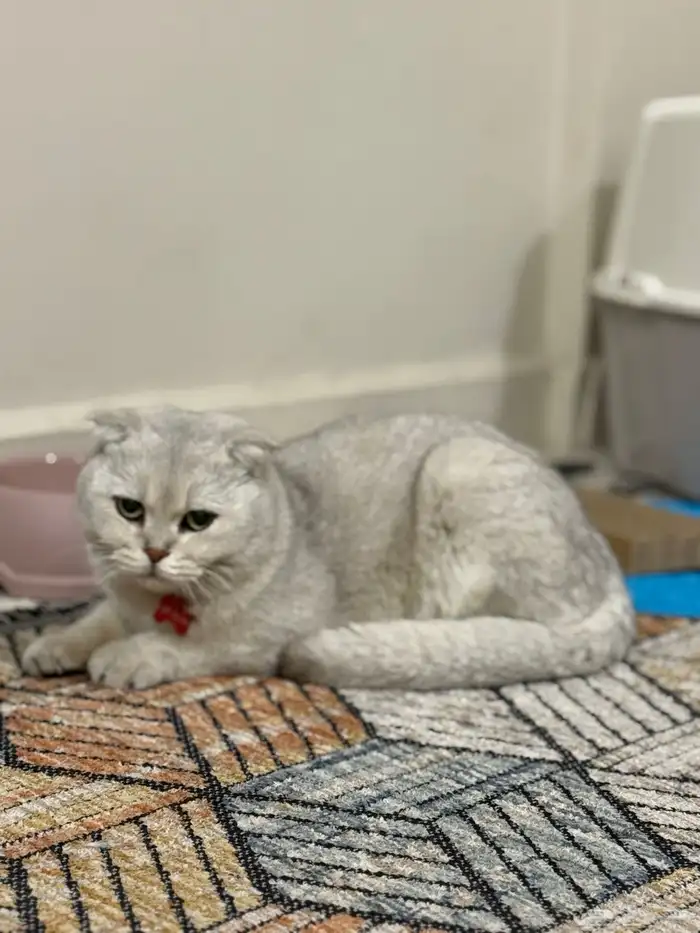 ذكر قط سكوتش اليف جدا 3