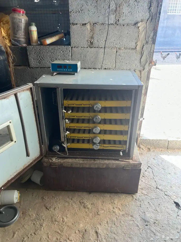 اعرض لكم نوعيني من الفقاسات 1