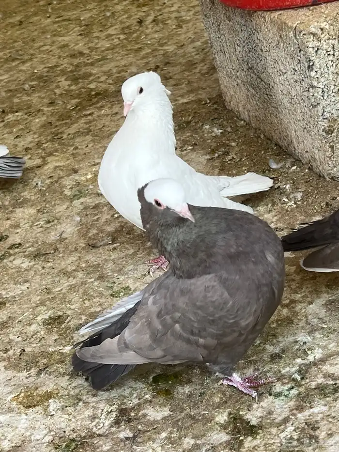 عشه حمام موكا هزاز 7