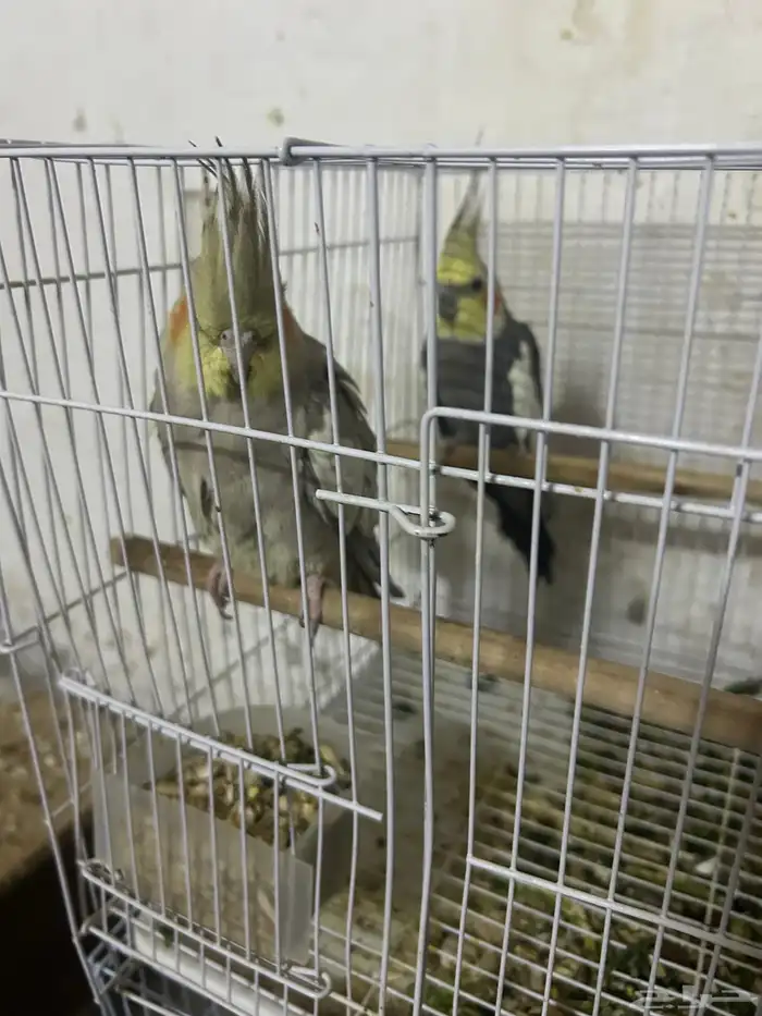 سلام عليكم جوز كروان منتاج 1