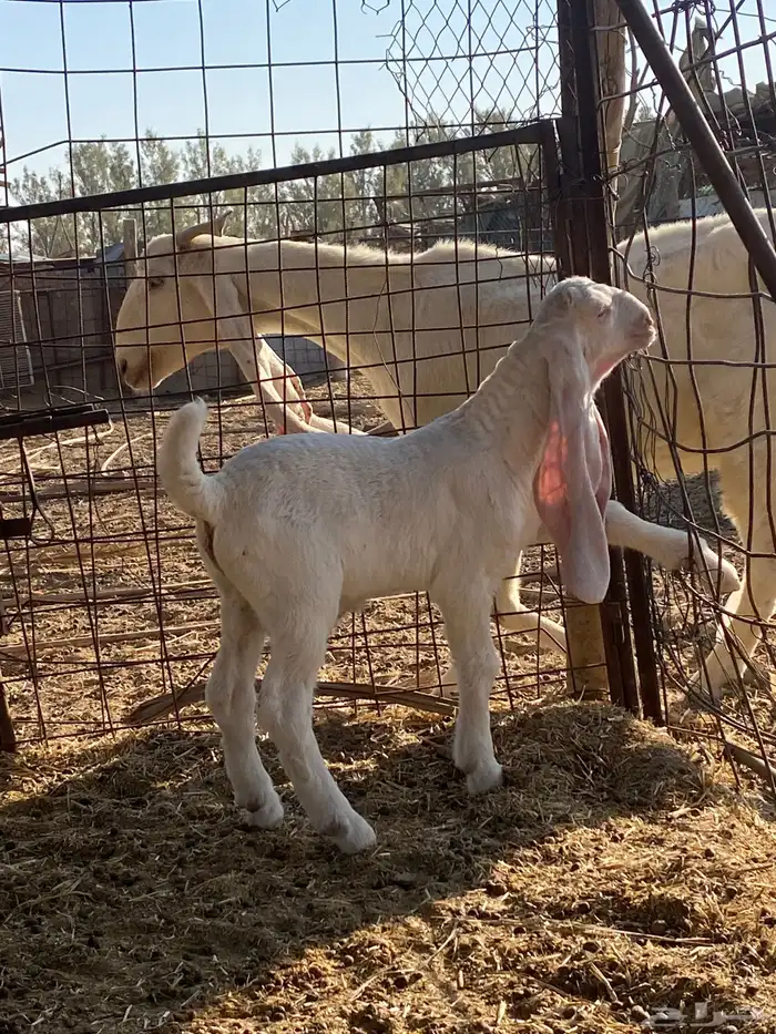 عنز والد معها تيس خصم صنف 3