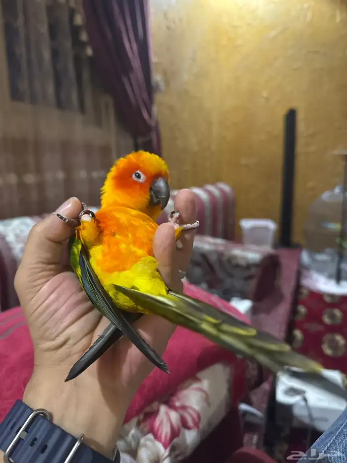 صن كنيور نشبة 4