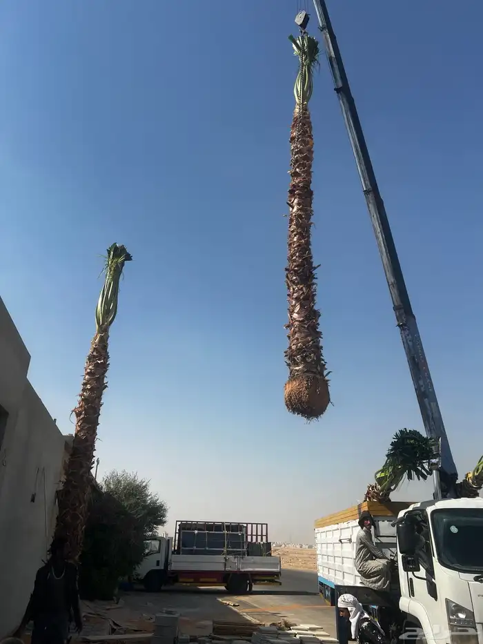 نخل واشنطن زينه ونخيل عربي مثمر للبيع توصيل وزراعه 5