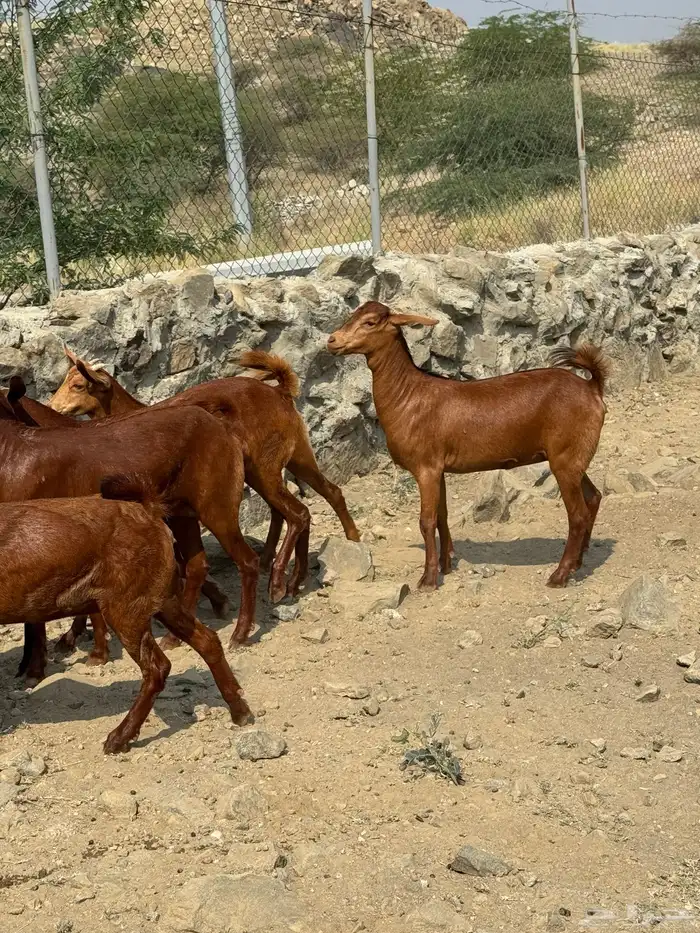 جفار او عنقان معزا دهم عدد 12( تم البيع) 1