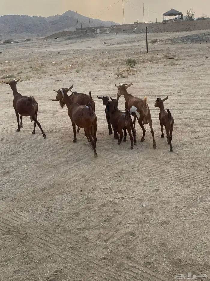 خلفات محايلات تم البيع 6