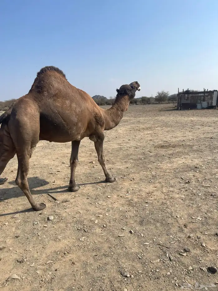 جمل احمر ادهم مشروط 2