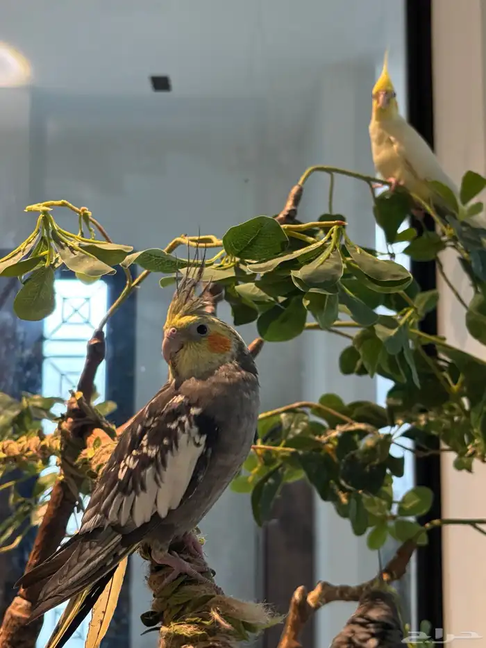 كروان لاتينو 7