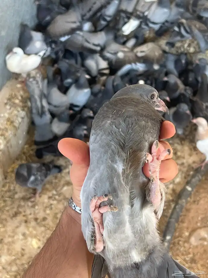 زغليل فرنسي كريمي سلفر سوبر جانبو 1