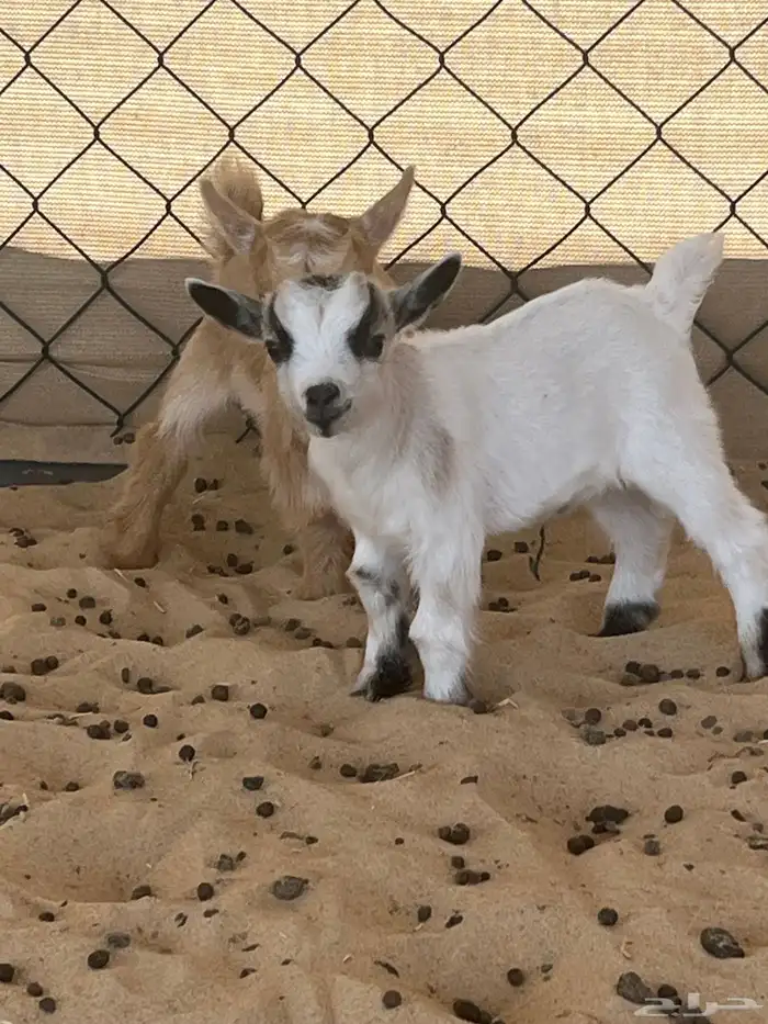 صغار ماعز قزم (انثى) 0