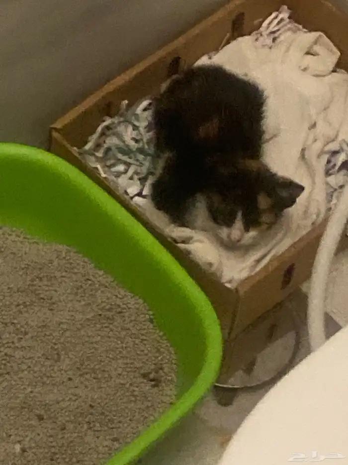 قط بلدي صغير للتبني 3