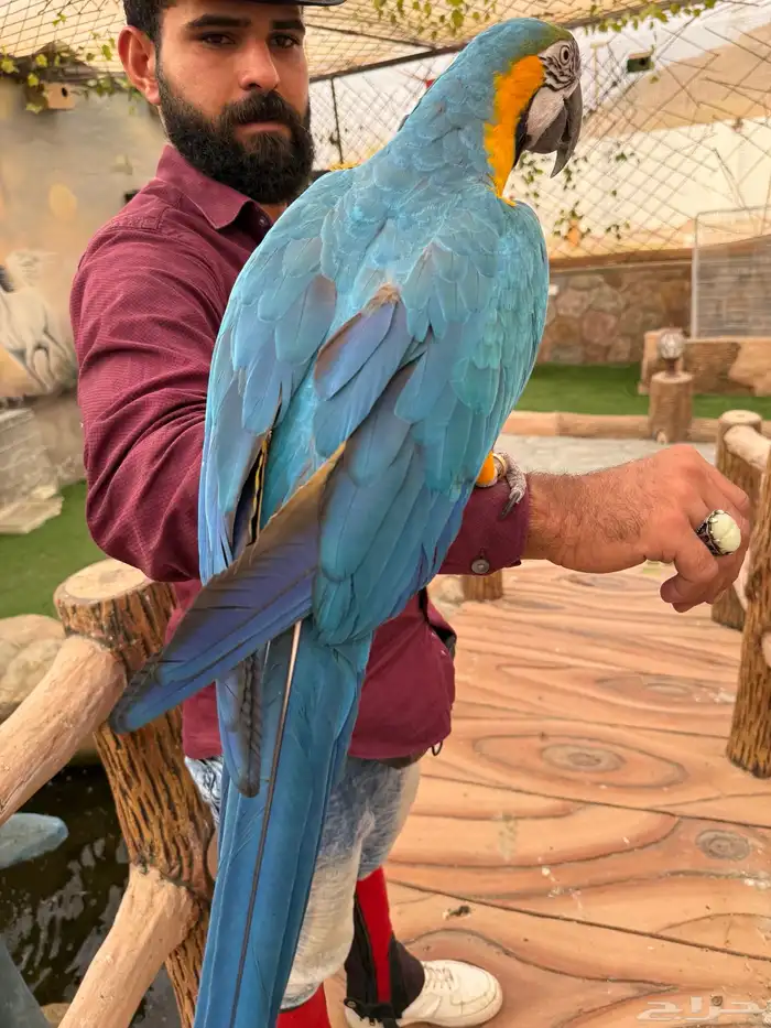 طيور للبيع 0