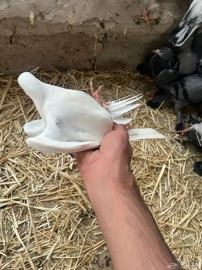 زغليل فرنسي كريمي سلفر سوبر جانبو 8