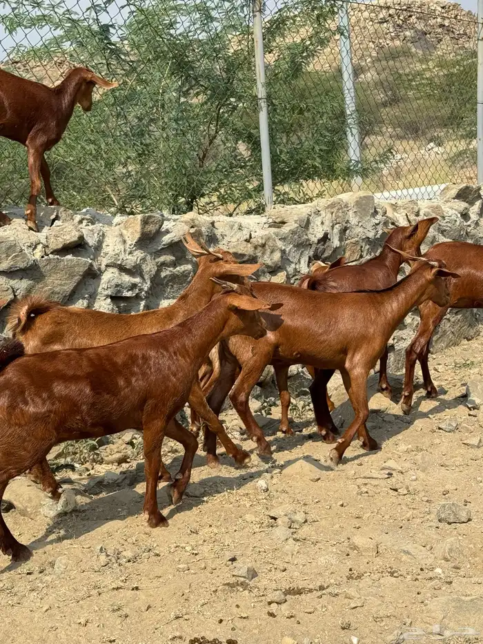 جفار او عنقان معزا دهم عدد 12( تم البيع) 0