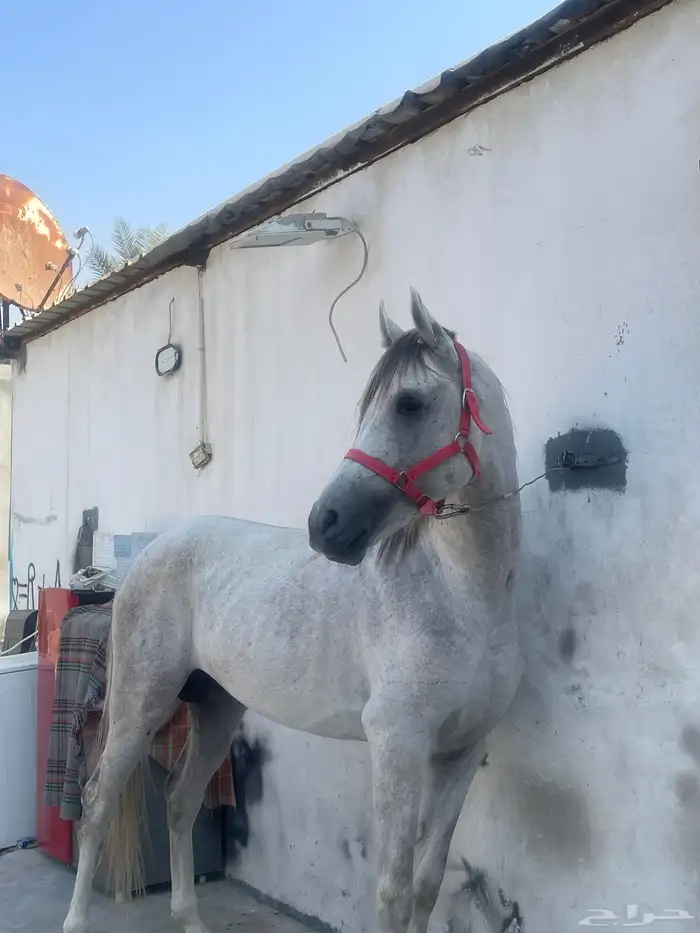 للبيع احصان شعبي العمر 5سنوات سليم من كلشي الطوال 160سنتي 1