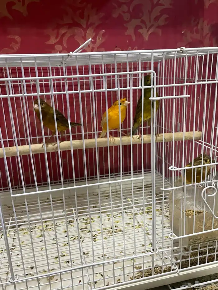 كناري مجموعه ذكور 2