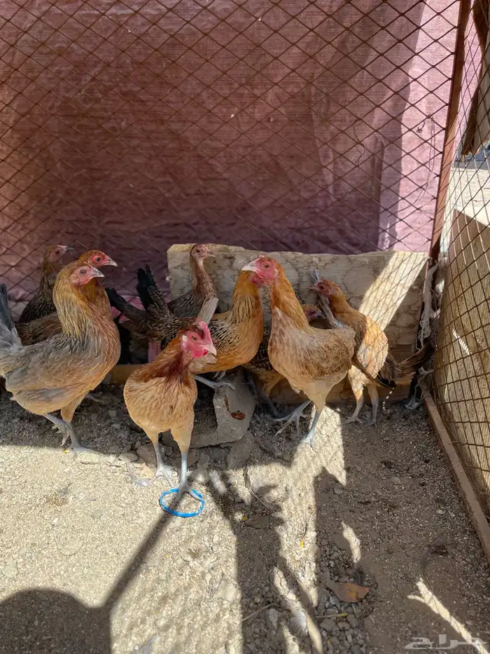 سلام عليكم اعرض لكم في دجاج 21