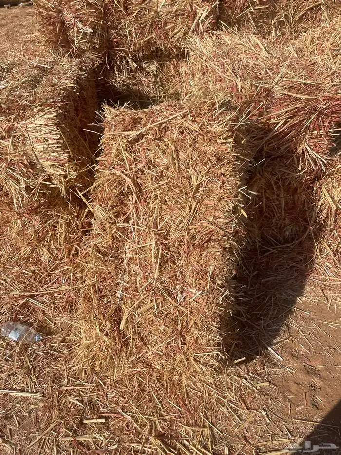 ذرة جيزانيه على 14 1