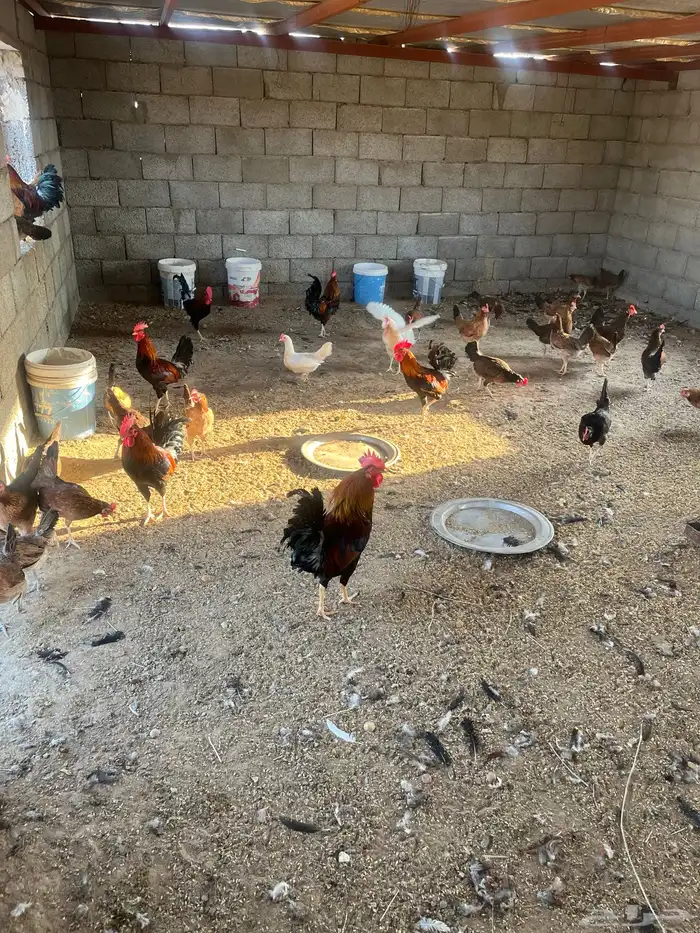 بيض مخصب (دجاج ترثه) عربي غير مهجن 0