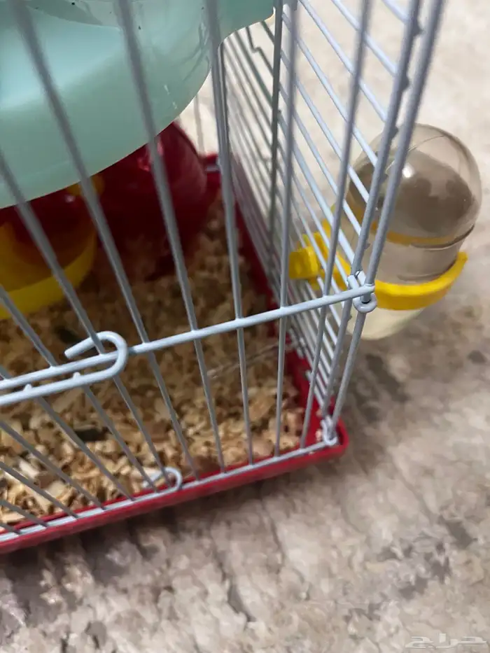 هامستر للبيع واحد صغير 1